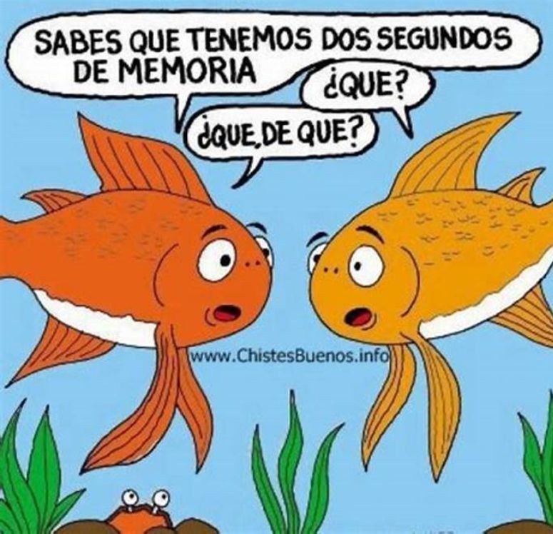 Tener memoria de pez