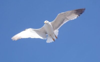 La última gaviota