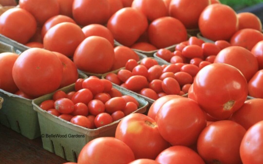 Aquí hay tomate