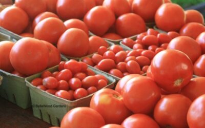 Aquí hay tomate