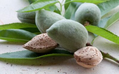 El truco del almendruco