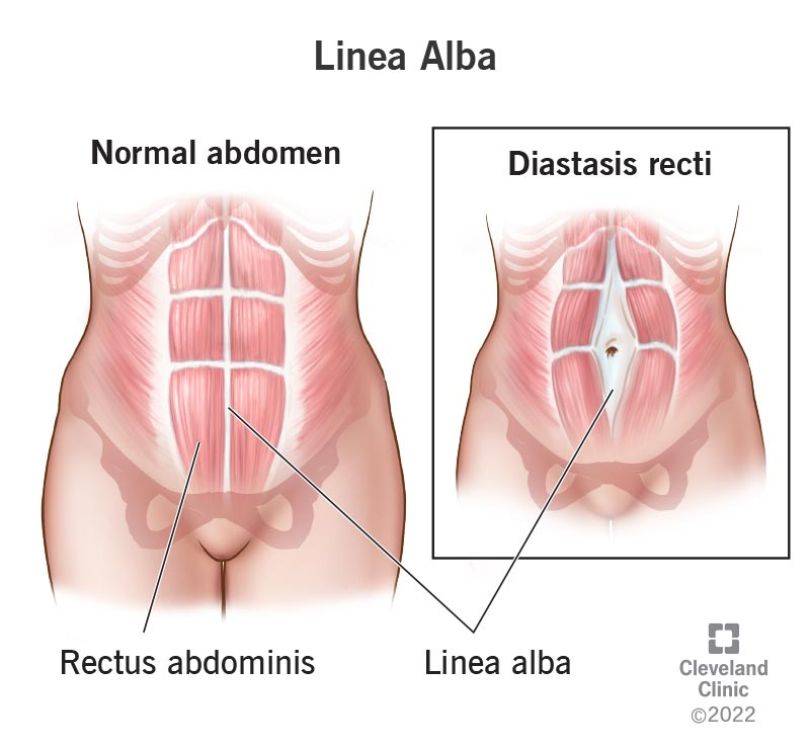 ¿Qué es la línea alba?