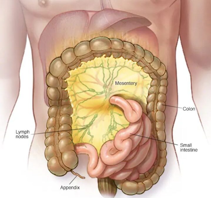¿Para qué sirve el mesenterio?