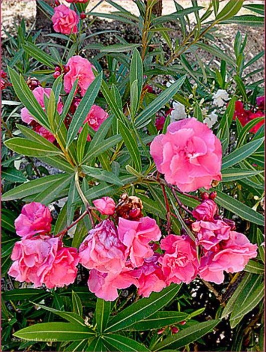 Flores de adelfa rosada, planta tóxica conocida como baladre en España