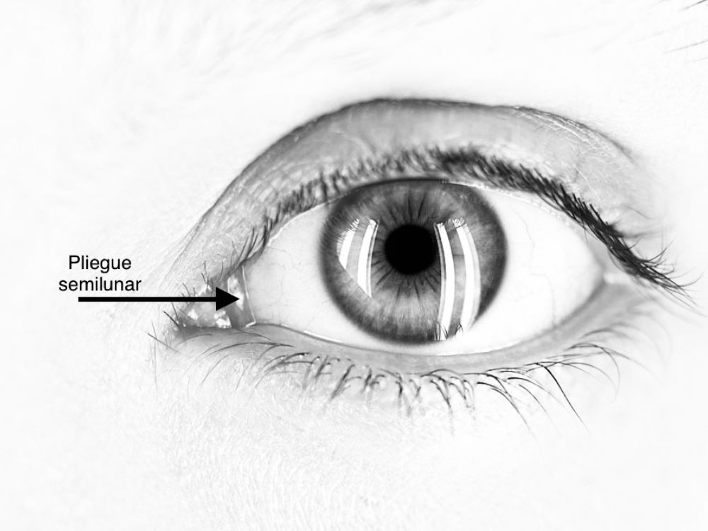 Primer plano de un ojo humano con una flecha señalando el pliegue semilunar en el ángulo interno
