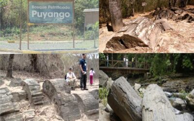 Bosque Petrificado de Puyango