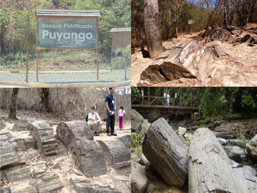 Bosque Petrificado de Puyango