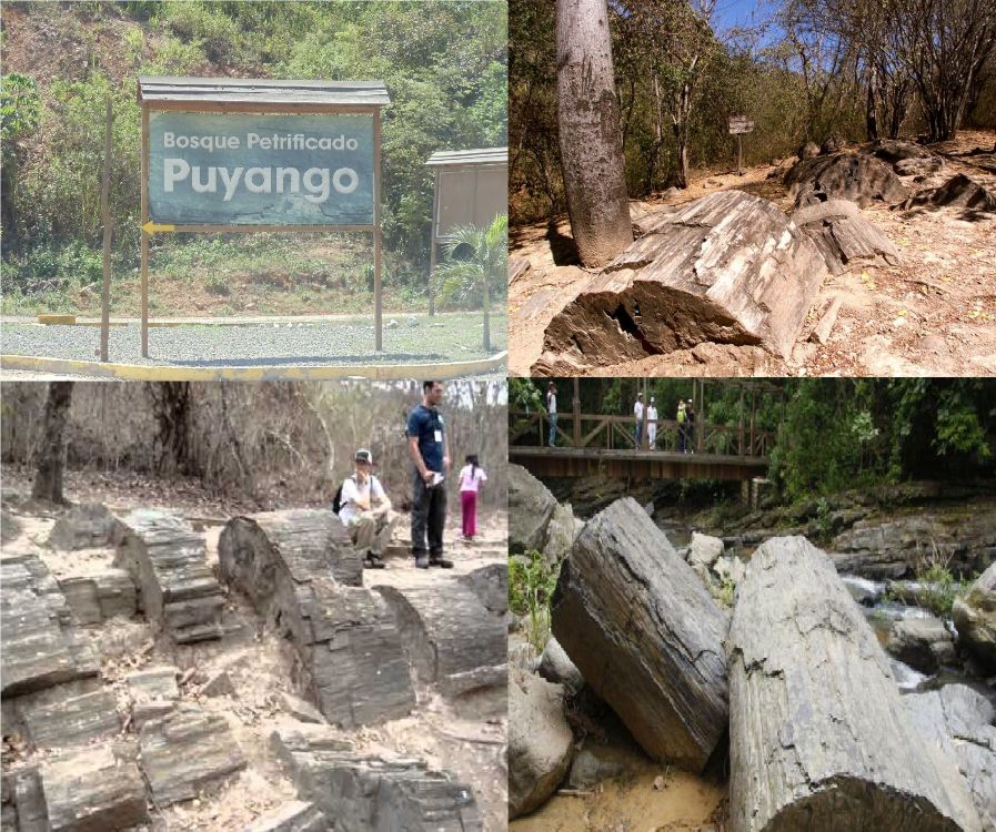 Bosque petrificado de Puyango Fotografías del Bosque Petrificado de Puyango que muestran el cartel de entrada, senderos con troncos petrificados, visitantes observando fósiles y un arroyo con grandes troncos fosilizados junto a un puente